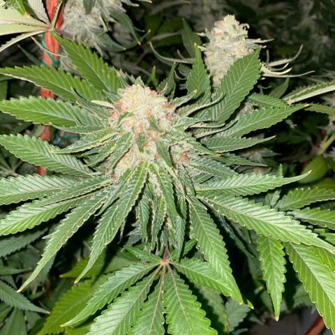 Bless  growlog timeline photo