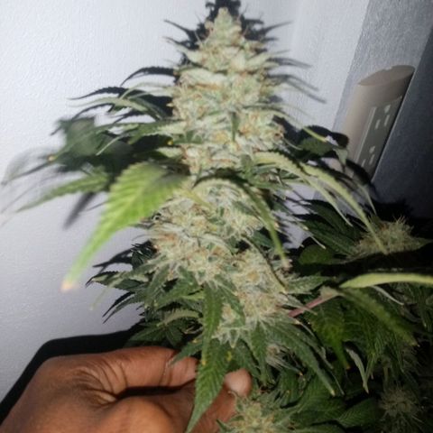 Bless  growlog timeline photo
