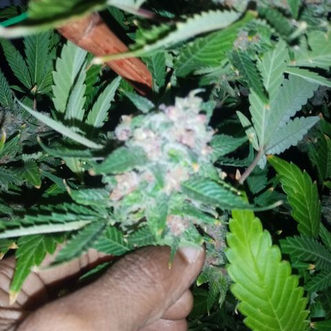 Bless  growlog timeline photo