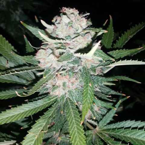 Bless  growlog timeline photo