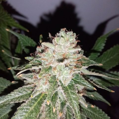Bless  growlog timeline photo