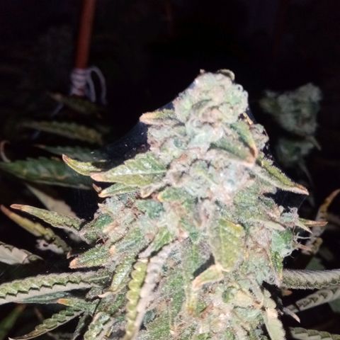 Bless  growlog timeline photo