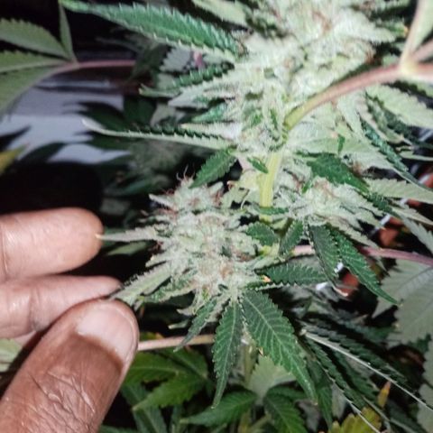 Bless  growlog timeline photo
