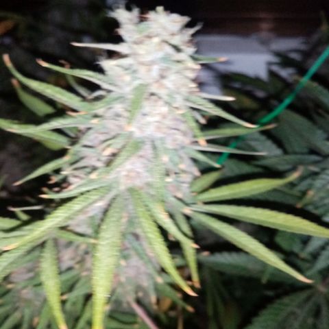 Bless  growlog timeline photo