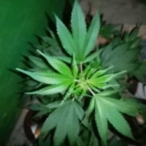 Genética desconocida growlog timeline photo