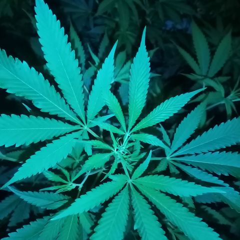 Genética desconocida growlog timeline photo