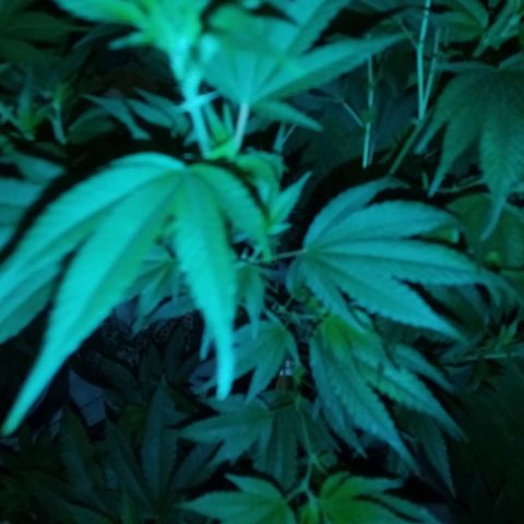 Genética desconocida growlog timeline photo