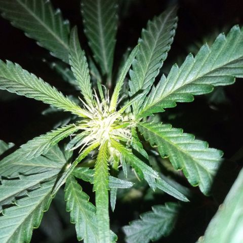 Genética desconocida growlog timeline photo