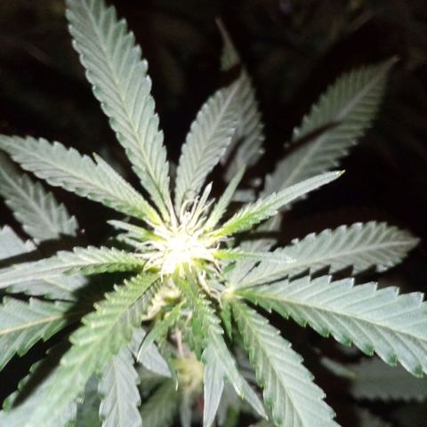 Genética desconocida growlog timeline photo