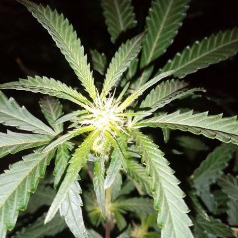 Genética desconocida growlog timeline photo