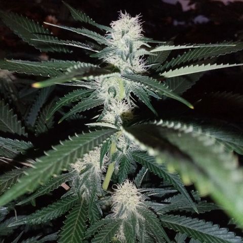 Genética desconocida growlog timeline photo