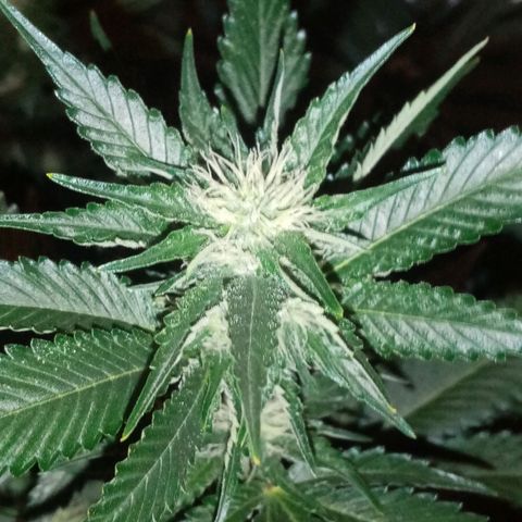 Genética desconocida growlog timeline photo