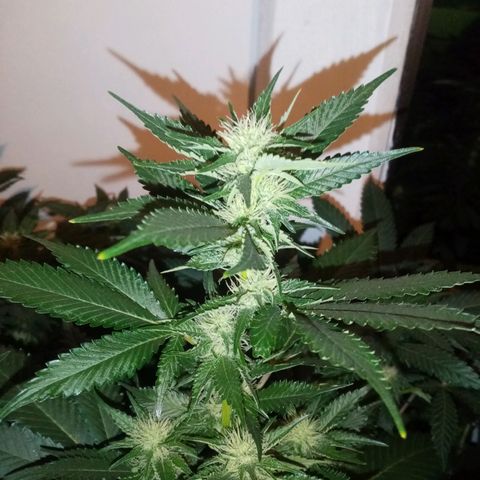 Genética desconocida growlog timeline photo