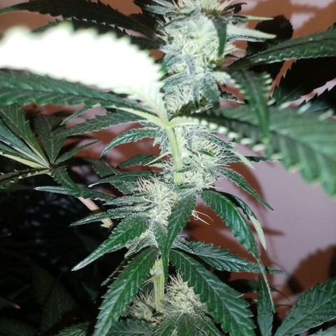 Genética desconocida growlog timeline photo