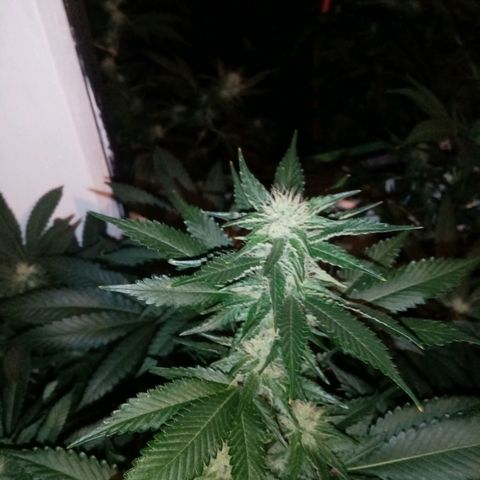 Genética desconocida growlog timeline photo