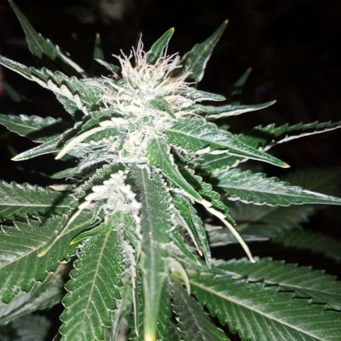 Genética desconocida growlog timeline photo