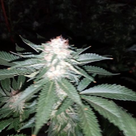 Genética desconocida growlog timeline photo