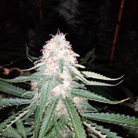 Genética desconocida growlog timeline photo
