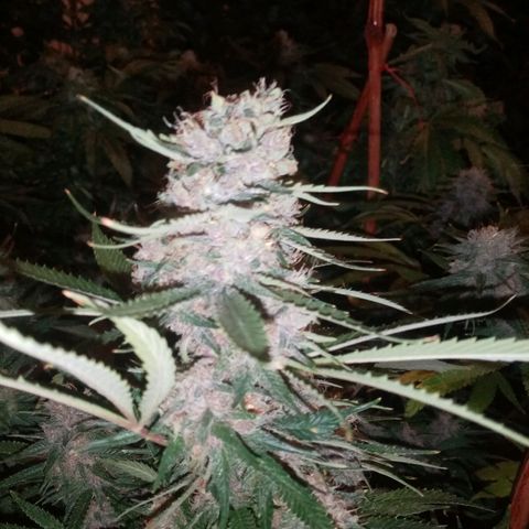 Genética desconocida growlog timeline photo