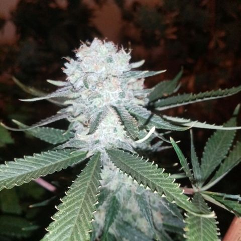 Genética desconocida growlog timeline photo