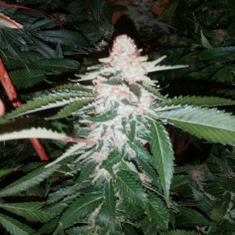 Genética desconocida growlog timeline photo
