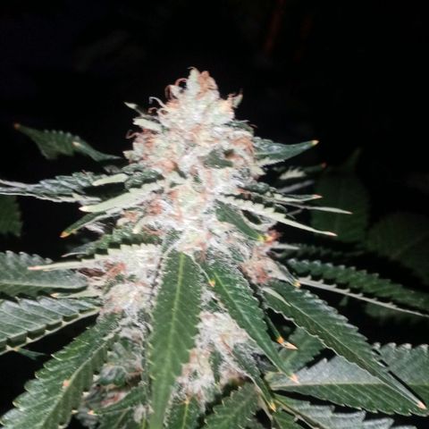 Genética desconocida growlog timeline photo