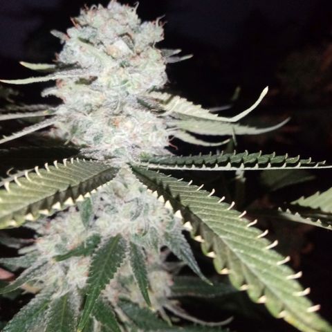 Genética desconocida growlog timeline photo