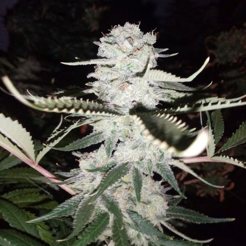 Genética desconocida growlog timeline photo
