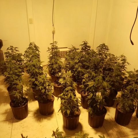 24k on Fire growlog timeline photo