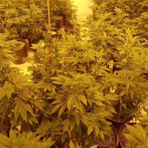 24k on Fire growlog timeline photo