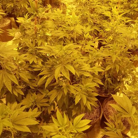 24k on Fire growlog timeline photo