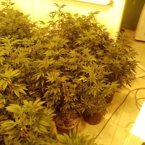 24k on Fire growlog timeline photo