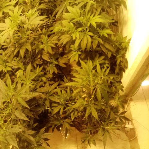 24k on Fire growlog timeline photo