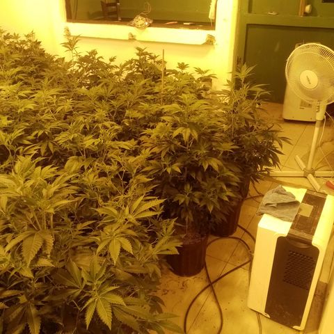 24k on Fire growlog timeline photo
