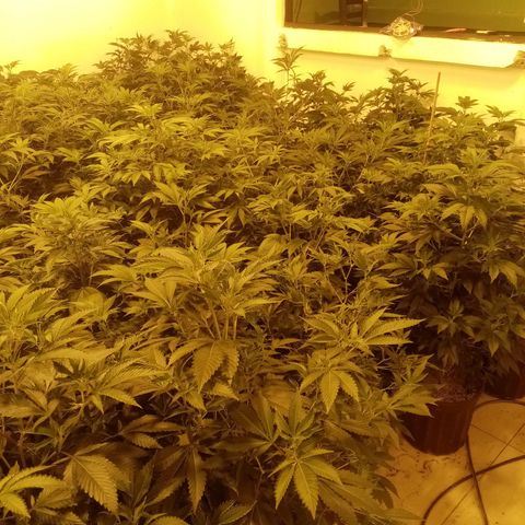24k on Fire growlog timeline photo