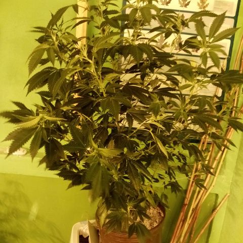 24k on Fire growlog timeline photo