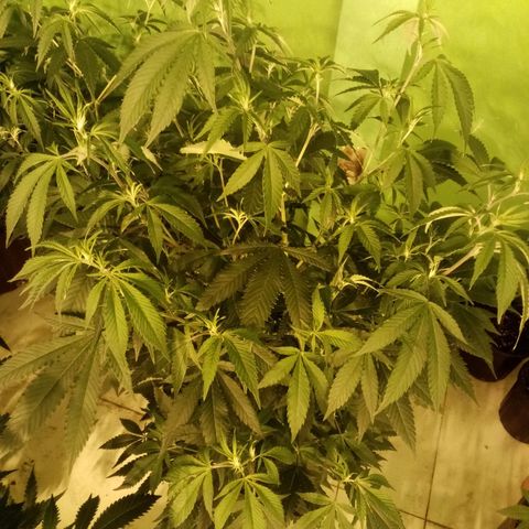 24k on Fire growlog timeline photo