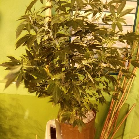 24k on Fire growlog timeline photo