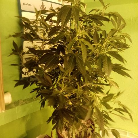 24k on Fire growlog timeline photo