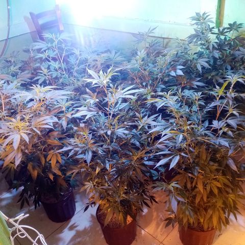 24k on Fire growlog timeline photo