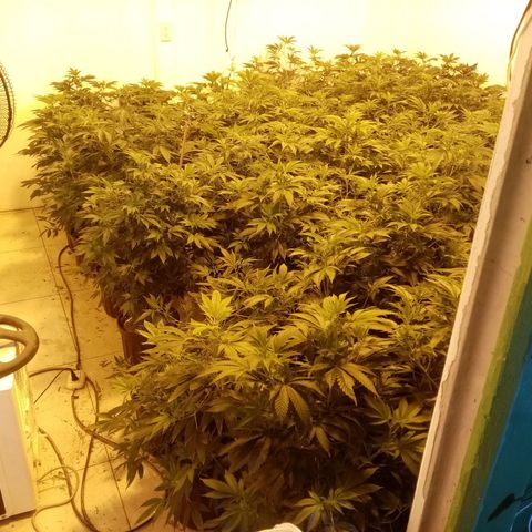 24k on Fire growlog timeline photo