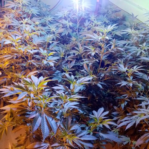 24k on Fire growlog timeline photo