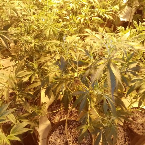 24k on Fire growlog timeline photo