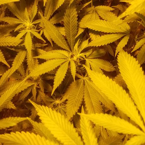 24k on Fire growlog timeline photo