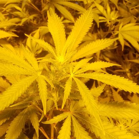24k on Fire growlog timeline photo
