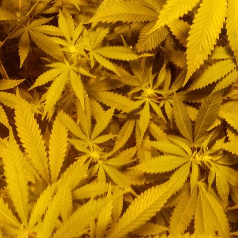 24k on Fire growlog timeline photo