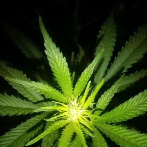 24k on Fire growlog timeline photo