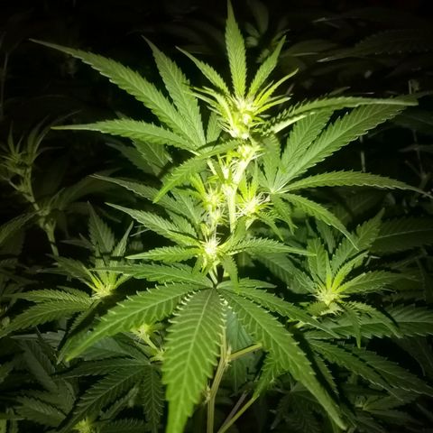 24k on Fire growlog timeline photo