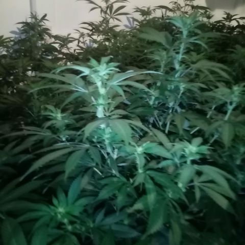 24k on Fire growlog timeline photo