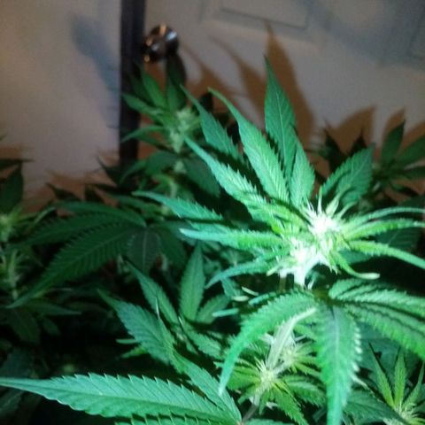 24k on Fire growlog timeline photo